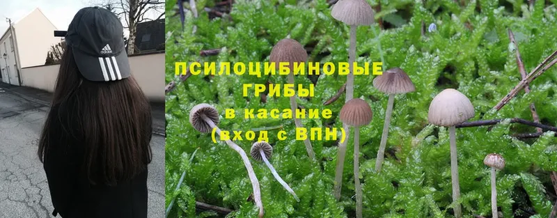 Псилоцибиновые грибы Cubensis  гидра зеркало  Динская 